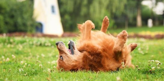 养宠日记：金毛吃什么补充微量元素有用吗