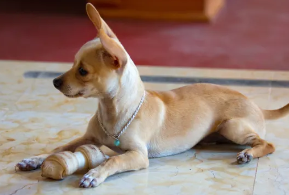 想了解吉娃娃是哪个国家的狗？这篇文章为你解答