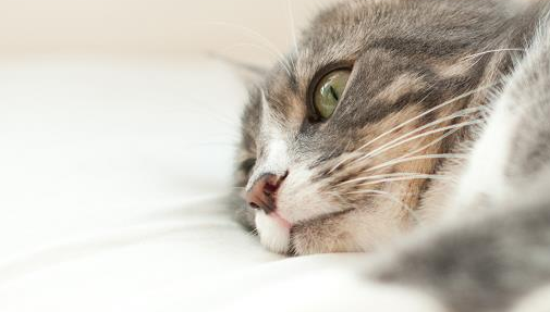 猫狗大战为什么狗总是输？原因其实是这个