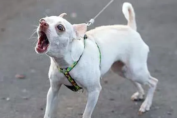 狗怕什么声音？让它不叫的方法在这！