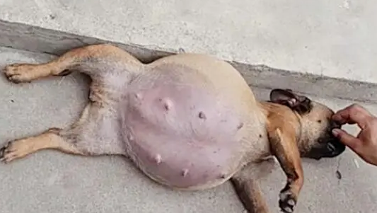 狗狗腹水的病因是什么？看完你就知道了