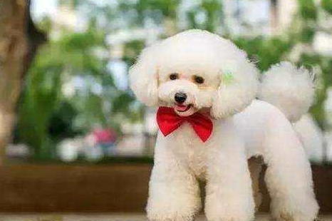 成年的泰迪狗吃什么钙片比较好？来看看吧