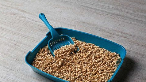 猫咪知识：猫会不会自己用猫砂，猫砂猫咪会用吗