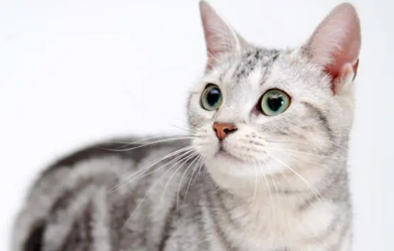 市面上普遍用的宠物驱虫药有哪些（体外篇）