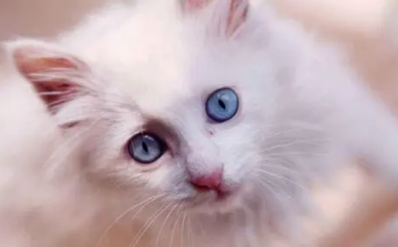 不分开母猫怎么断奶呢？可以通过循序渐进的方法