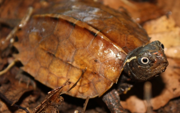 日本地龟冬眠吗?看完你就知道了 日本地龟冬眠吗?看完你就知道了