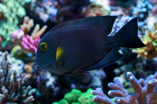 想养一只印度金圈吊?先收好这篇喂养秘籍吧! 想养一只印度金圈吊?先收好这篇喂养秘籍吧!