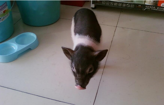 香猪为何不吃东西，是生病了吗？