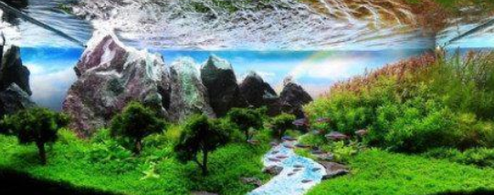 史上最有效的PH值调节方法，让你的水族箱水质稳定