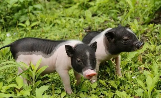 麝香猪多少钱一只?不同地区的行情可能不一样 麝香猪多少钱一只?不同地区的行情可能不一样