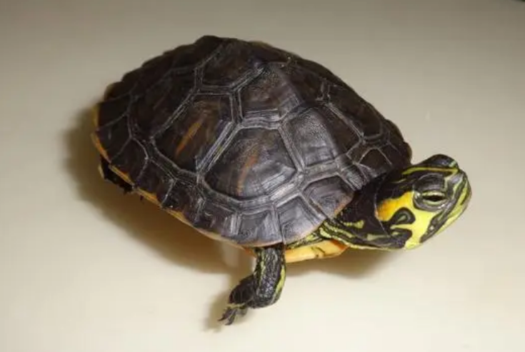 黄腹滑龟吃鱼食吗？吃的，它是杂食性动物