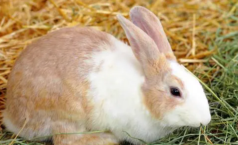 獭兔饲料喂养，主人过来瞧一瞧