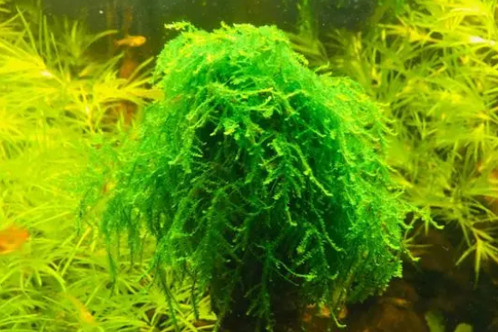 实例解答松果在鱼缸水草缸中的作用
