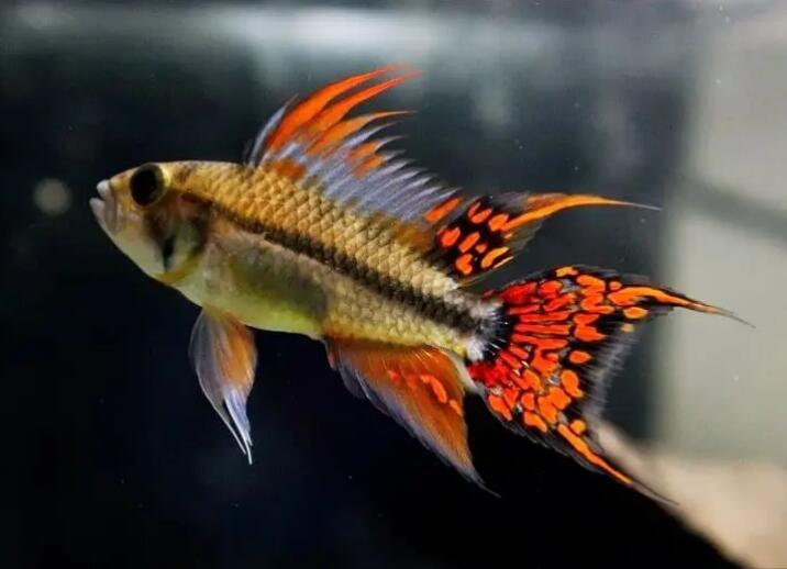 新手饲养小动物必备攻略——凤尾短鲷篇 新手饲养小动物必备攻略——凤尾短鲷篇