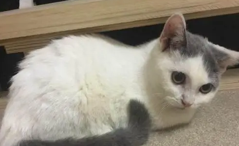 英短净梵为什么贵?来了解一下吧 英短净梵为什么贵?来了解一下吧