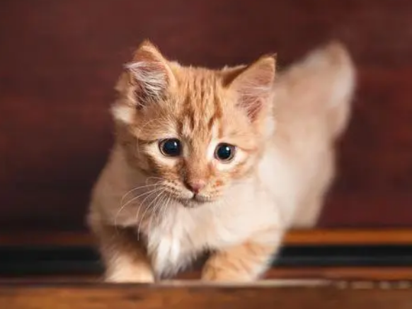 养宠分享:猫益生菌哪个牌子好一点 养宠分享:猫益生菌哪个牌子好一点