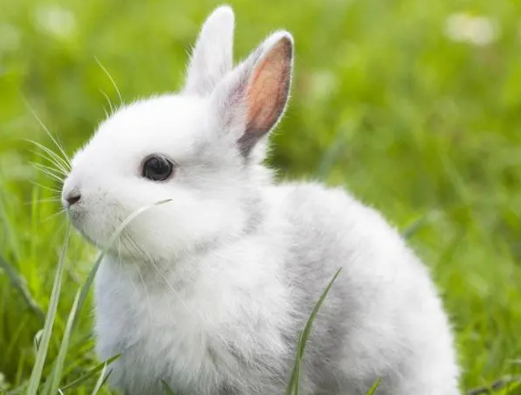 今日小知识：大耳白兔和海棠兔哪个好？