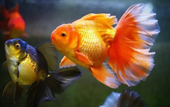 鱼缸水浑浊，该如何改变？老玩家来为您解答