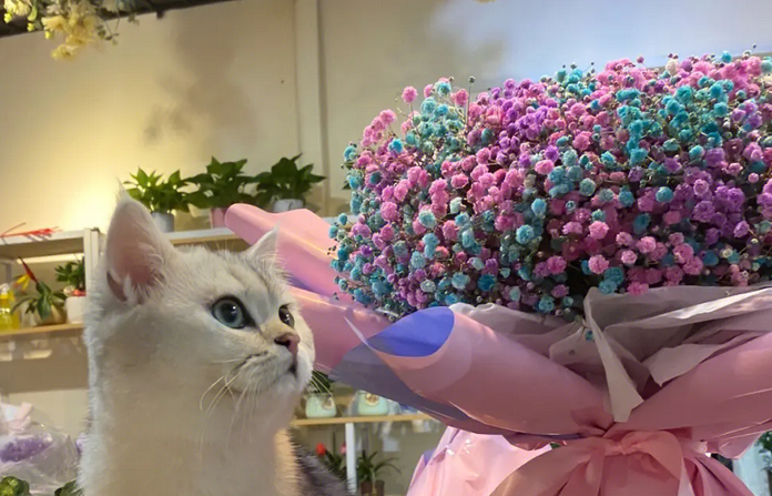 满天星对猫咪有害吗?你们真的知道吗? 满天星对猫咪有害吗?你们真的知道吗?