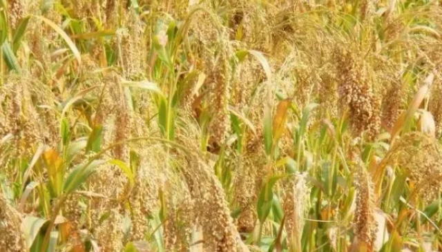 养鸟必知！各种鸟粮的特点以及观赏鸟的喜好