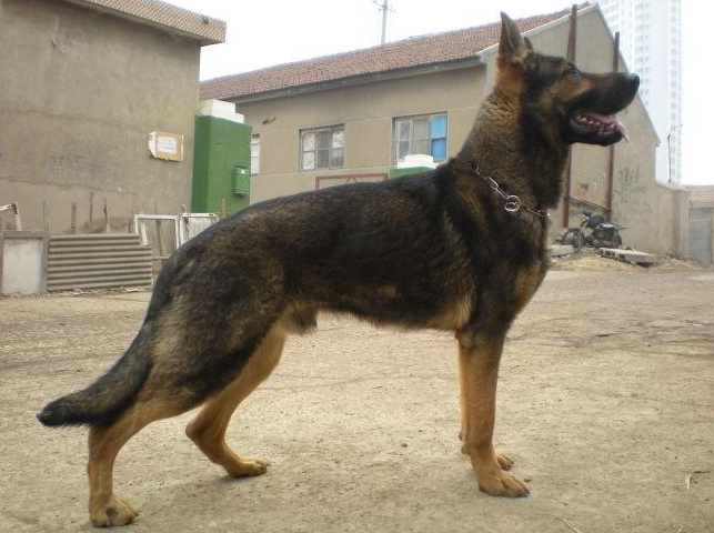 话说，东德牧羊犬适合家养吗？