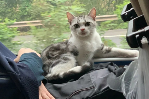 携带猫咪乘坐大巴，需要具备哪些条件？