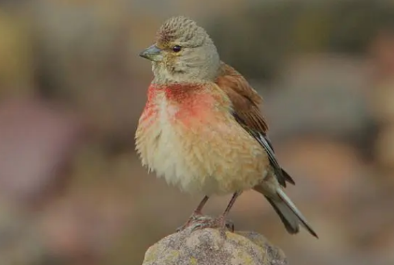 赤胸朱顶雀是保护动物吗？来看看这篇文章吧