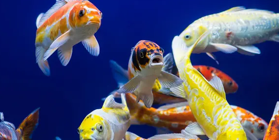 @新手朋友们,饲养二字吊要注意这几点 @新手朋友们,饲养二字吊要注意这几点