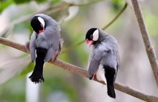 灰文鸟怎么训练？原来竟这么简单