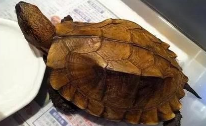 锯缘摄龟好养吗?来这里了解下吧 锯缘摄龟好养吗?来这里了解下吧