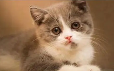 没有猫妈妈教育的猫咪，天生就会抓老鼠吗？