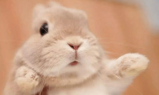 兔子吃什么兔粮好 兔粮具有诸多优点