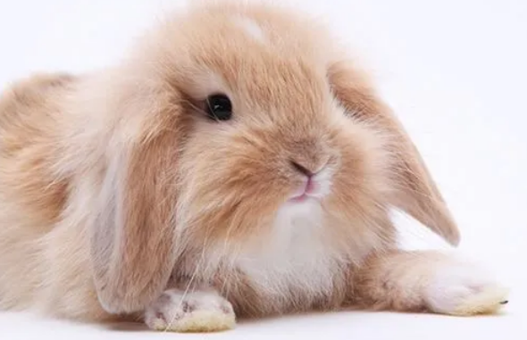 英国迷你垂耳兔温顺吗?看完你就知道了 英国迷你垂耳兔温顺吗?看完你就知道了