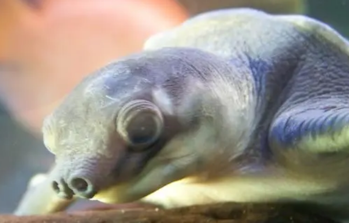 猪鼻龟烂身子怎么回事啊？来get一下吧