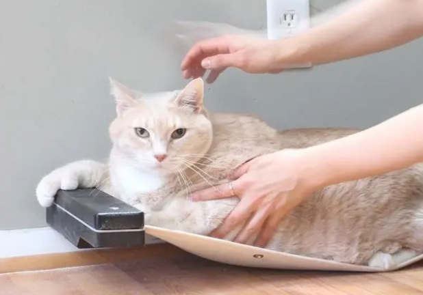 营养膏能代替猫粮吗?日常需要注意什么? 营养膏能代替猫粮吗?日常需要注意什么?