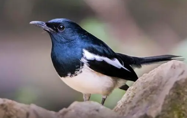 黑白四喜鸟价格多少,看这就知道了! 黑白四喜鸟价格多少,看这就知道了!