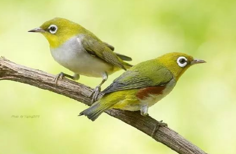 绣眼鸟的饮食解读：绣眼鸟吃什么食物？