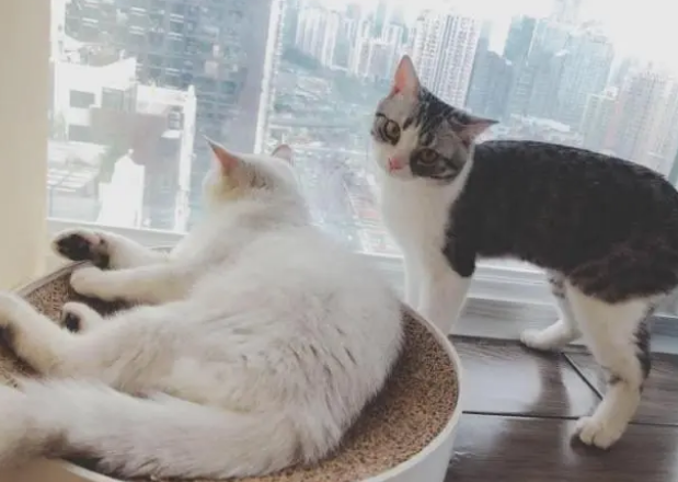 细说家中猫抓板选择细节！