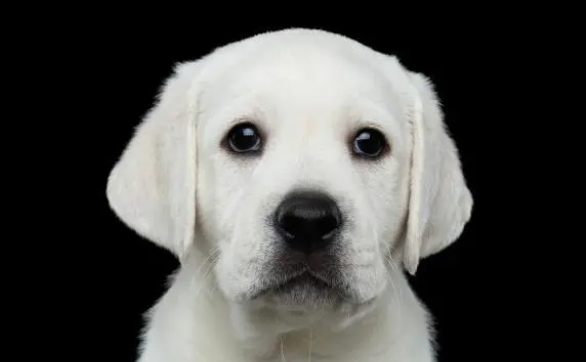 优质宠物寄养这样选,教你避开寄养“雷区” 优质宠物寄养这样选,教你避开寄养“雷区”