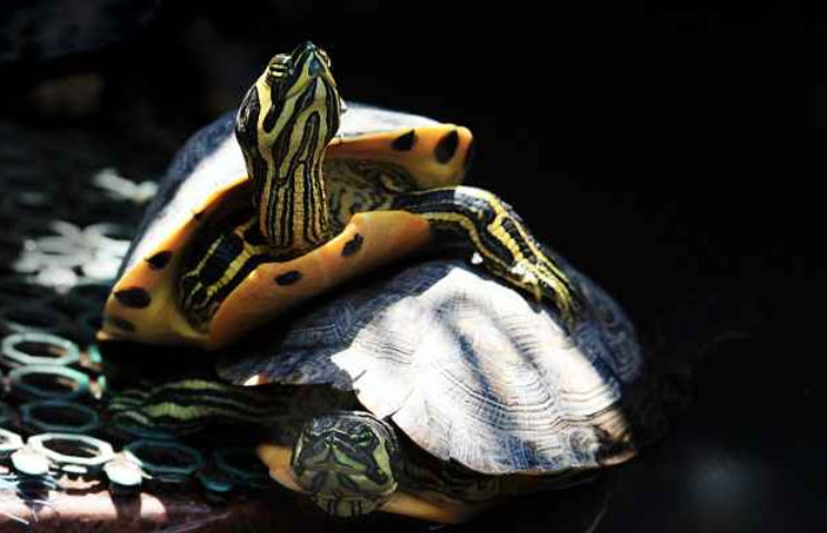 黄腹滑龟如何饲养，想学习的看过来！