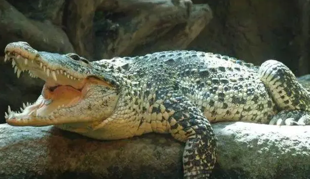 今日科普:吃鳄鱼肉会不会感染新冠病毒? 今日科普:吃鳄鱼肉会不会感染新冠病毒?