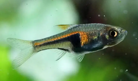 饲养蓝三角鱼的水温要求,你了解吗? 饲养蓝三角鱼的水温要求,你了解吗?