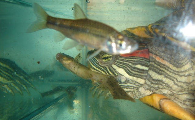 巴西龟吃鱼吗？说了你别不信