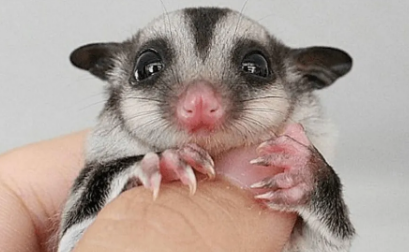 蜜袋鼯咬人怎么办？解决方法如下！