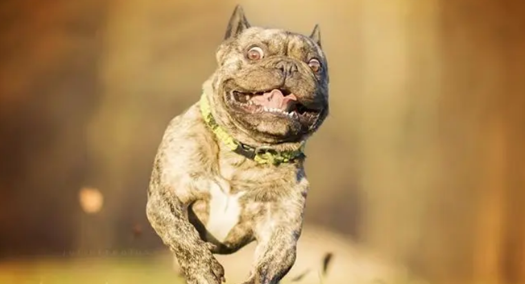 法国斗牛犬患上“富贵病”，主人带它踢球减肥