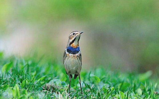 蓝靛颏拉稀怎么办？这些方法要牢记！