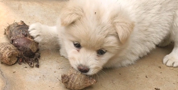 狗狗可以吃芋头不？科普来啦