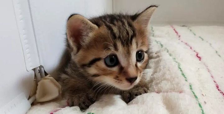 想知道小猫几天睁眼睛自己能走？不妨来这里了解一下~