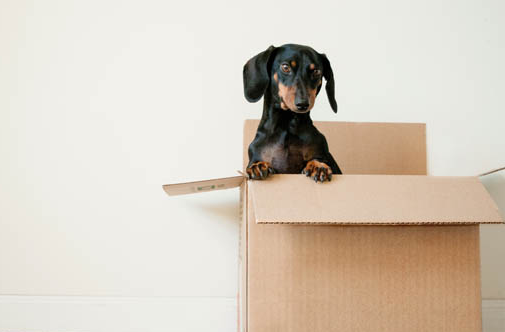 狗狗打疫苗要注意些什么，赶紧看过来吧