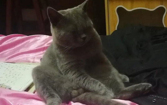 公猫尿红色的尿是怎么回事，不知道的看过来！